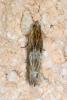 Eucosma sp.